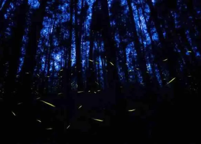 Cabana Privada En El Bosque, Cerca Al Rio Starlinkk