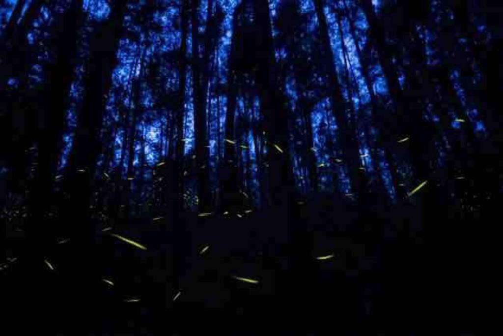 Privada En El Bosque, Cerca Al Rio Starlinkk
